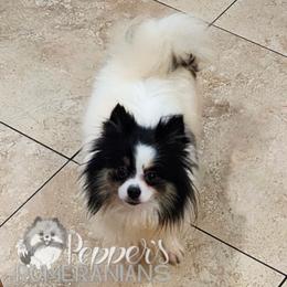 Pepper's Kruella deVille - Black and tan parti female Pomeranian puppy in Plant City, Florida from Pepper's Pomeranians