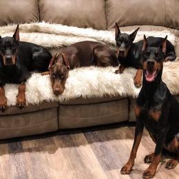 Doberman Pinscher Puppies from Imperium Dobermann Kennel