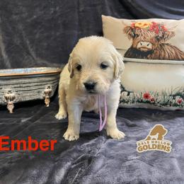 4th pick - Light golden female Golden Retriever puppy in Monroe, Tennessee from Dale Hollow Goldens