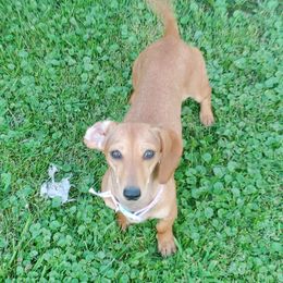 Tilley - Dachshund
