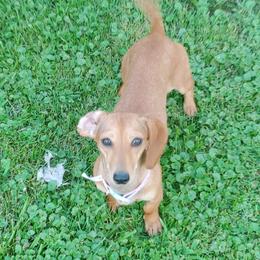 Tilley - Dachshund