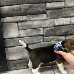 Beagle Puppies from Stranger Creek Beagles