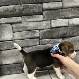 Beagle Puppies from Stranger Creek Beagles