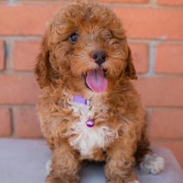 Aussiedoodle and Goldendoodle Puppies from Ever After Doodles Arizona