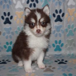 Scarlett - Chocolate female Pomsky puppy in Clarkston, Utah from Red Rock Ranch Breeders