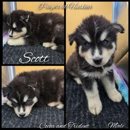 Scott - Black and white male Siberian Husky puppy in Bloomfield, Indiana from Paiges lil huskies