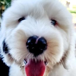 Diddie - Grizzle and white Old English Sheepdog puppy in Cherry Valley, California from Wild-n-Woolly Old English Sheepdogs
