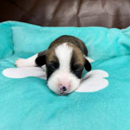 WILLIE - Sable male Pembroke Welsh Corgi puppy in Ritzville, Washington from Sapphire Iris Corgis
