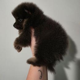 Charlie - Blue and tan male Pomeranian puppy in Wildersville, Tennessee from RoyalRarity's Poms & Enrichment