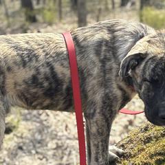Anatolian Shepherd Dogs from Hero K9’s