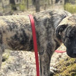 Anatolian Shepherd Dogs from Hero K9’s