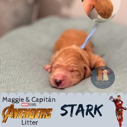 Stark - Red  male Goldendoodle puppy in Calhoun, Georgia from M&C Village Goldendoodles