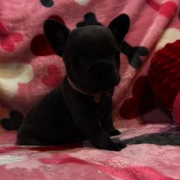 Winnie - Blue female French Bulldog puppy in Paso Robles, California from Laurelwood Frenchies CA