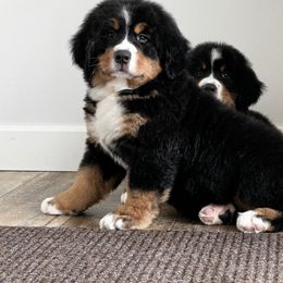 Bernese Mountain Dog and Pembroke Welsh Corgi Puppies from Highland Meadows
