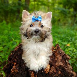 Companion Cross, Havanese, Mal-Shi, Maltese, Maltipoo, Morkie, and Shih Tzu Puppies from Seeking Shalom Acres Maltese, Maltipoos & Havamalts