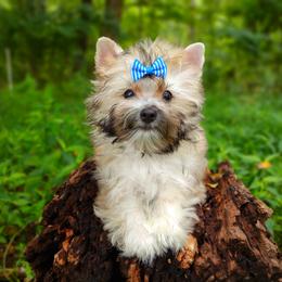 Companion Cross, Havanese, Mal-Shi, Maltese, Maltipoo, Morkie, and Shih Tzu Puppies from Seeking Shalom Acres Maltese, Maltipoos & Havamalts