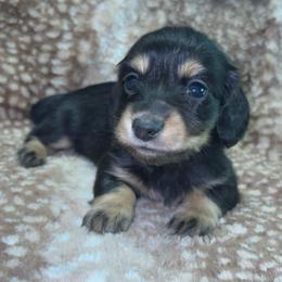 Walker (PET ONLY) - Black and cream male Dachshund puppy in Goldthwaite, Texas from Mini Mama Dachshunds
