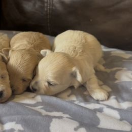 Maltipoo puppies from Riyem Wildflower Farms