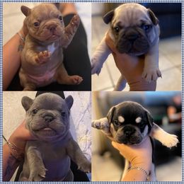 French Bulldogs from Luxurious Desert Frenchies
