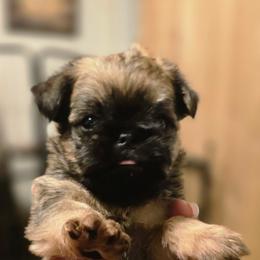 Boy 2 - Belge male Brussels Griffon puppy in Yucaipa, Texas from Griffs & Giggles Ranch - The Cortez Family