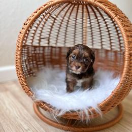 June - Brown female Shihpoo puppy in San Jose, California from Doodle Amore