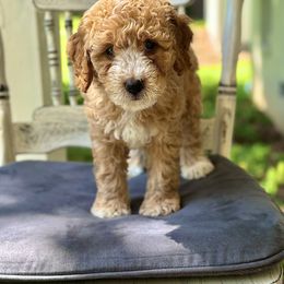 Goldendoodle Puppies from Ivy’s Doodles