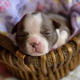 Boston Terrier Puppies from Dreamweaver Bostons
