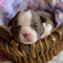 Boston Terrier Puppies from Dreamweaver Bostons
