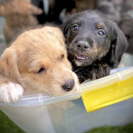 Aussiedoodle and Leopardoodle Puppies from A Puppy Crush