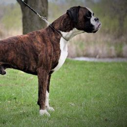 Boxers from S & B Boxers