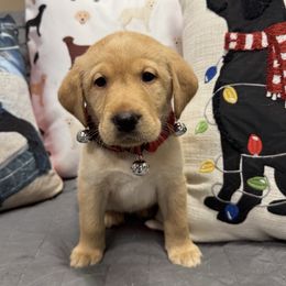 Liberty - Labrador Retriever puppy from Morrison Labrador Retreivers