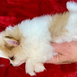 Gingersnap (Girl) - Beaver Pomeranian puppy in Gilmer, Texas from Fairchild Fancy Pomeranians and Coachella Pomeranians