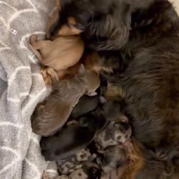 Girl 3 - Black and tan female Dachshund puppy in Duncan, Arizona from Bootheel Doxies