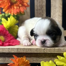 Darwin - Pekingese puppy in Doe Run, Missouri from Crawford Ranch Canines