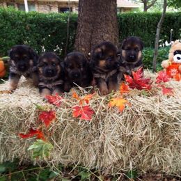 German Shepherd Puppies from Semper Fi K-9