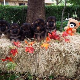 German Shepherd Puppies from Semper Fi K-9