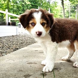 Aspen - Tri-color male Border Collie puppy in Cedar Springs, Michigan from Lyncroft Border Collies