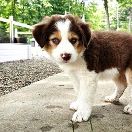 Aspen - Tri-color male Border Collie puppy in Cedar Springs, Michigan from Lyncroft Border Collies