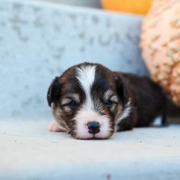 Chupacabra - Black and tan male Pembroke Welsh Corgi puppy in Mona, Utah from Sorensen Corgis