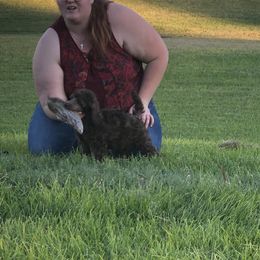 German Shepherd and Poodle Puppies from United Broughton Kennel