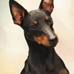 Manchester Terriers from Phi Manchesters