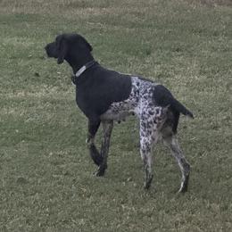Hopi - German Shorthaired Pointer