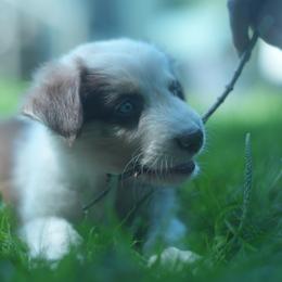 Spud - Red merle male Australian Shepherd puppy in Altmar, New York from E&C Australian Shepherds