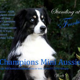 Frankie - Miniature Australian Shepherd