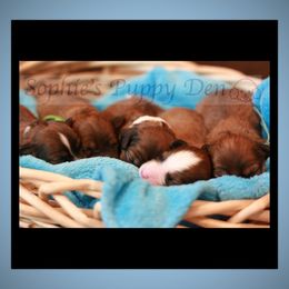 Cavapoo Puppies from Sophie's Puppy Den