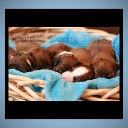 Cavapoo Puppies from Sophie's Puppy Den