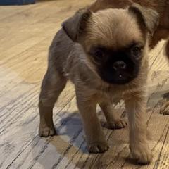 Piggie - Red female Brussels Griffon puppy in Saukville, Wisconsin from Crossroads Canines ~ Brussels Griffon and Newfoundland Dogs