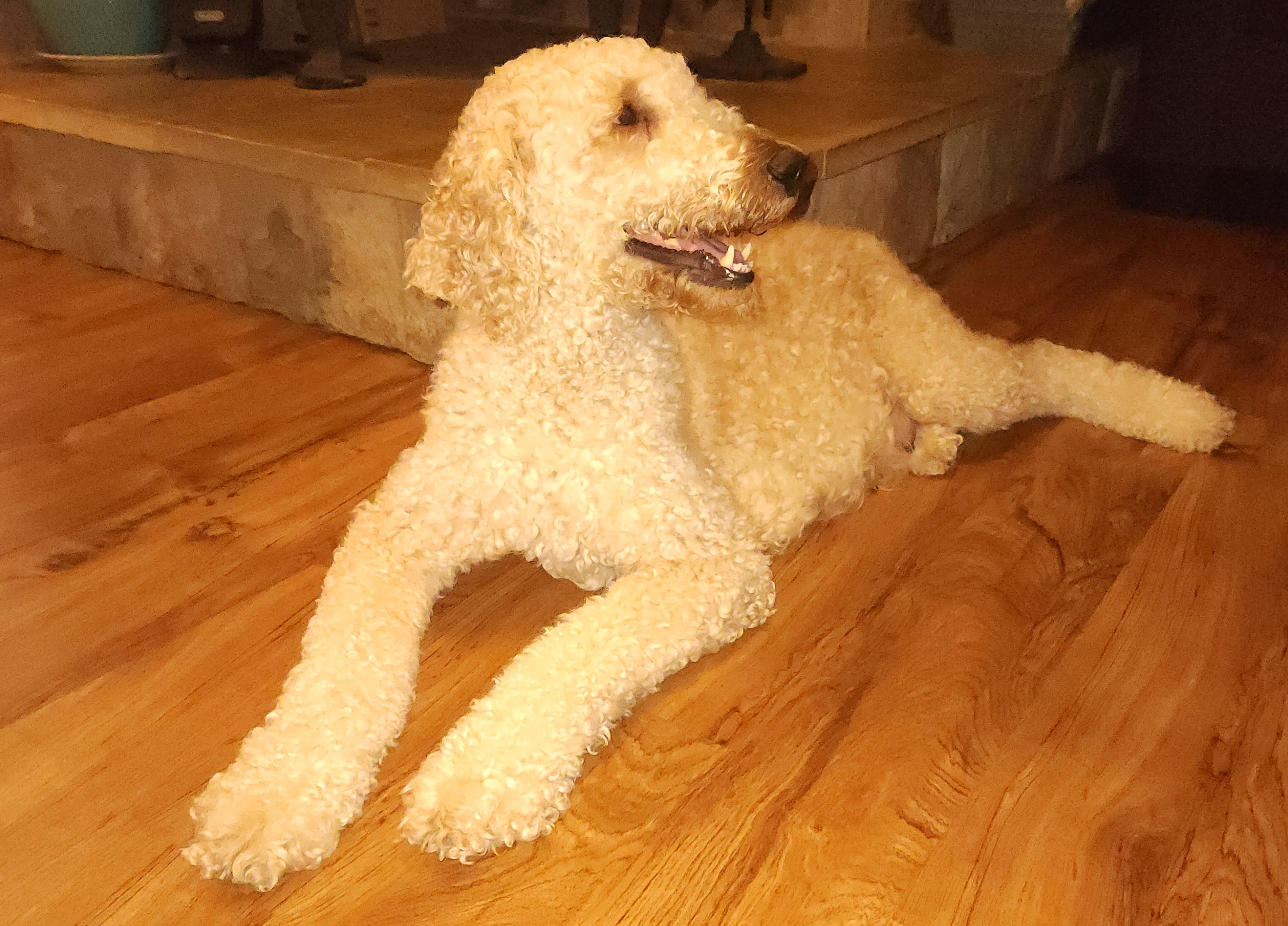 Saint Berdoodles from Home Raised St. Berdoodles