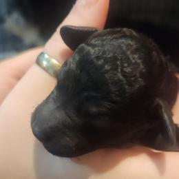 Adam - Black and white male Aussiedoodle puppy in Powder Springs, Georgia from My Classy Doodles