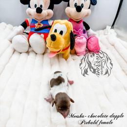 Meeska - Dapple female Dachshund puppy in Prairieville, Louisiana from Southern Barron Danes & Dachshunds